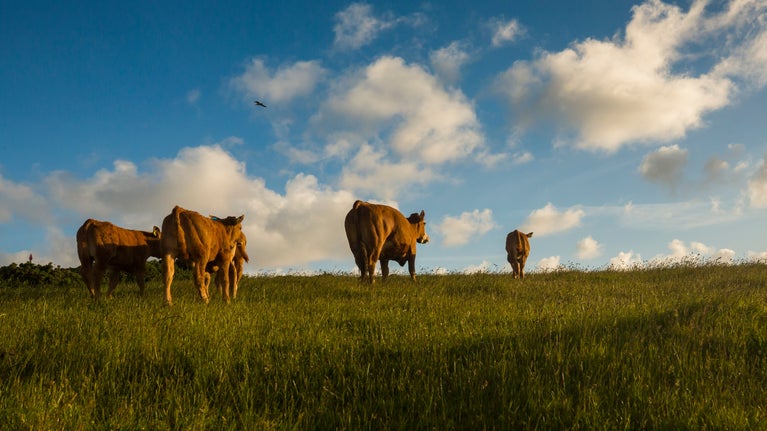 Cattle grazing at Pentire in Cornwall